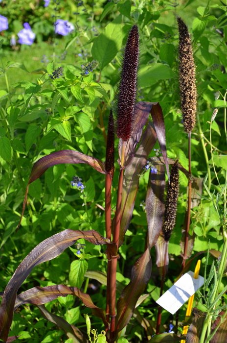 Pennisetum glaucum 'Jester'